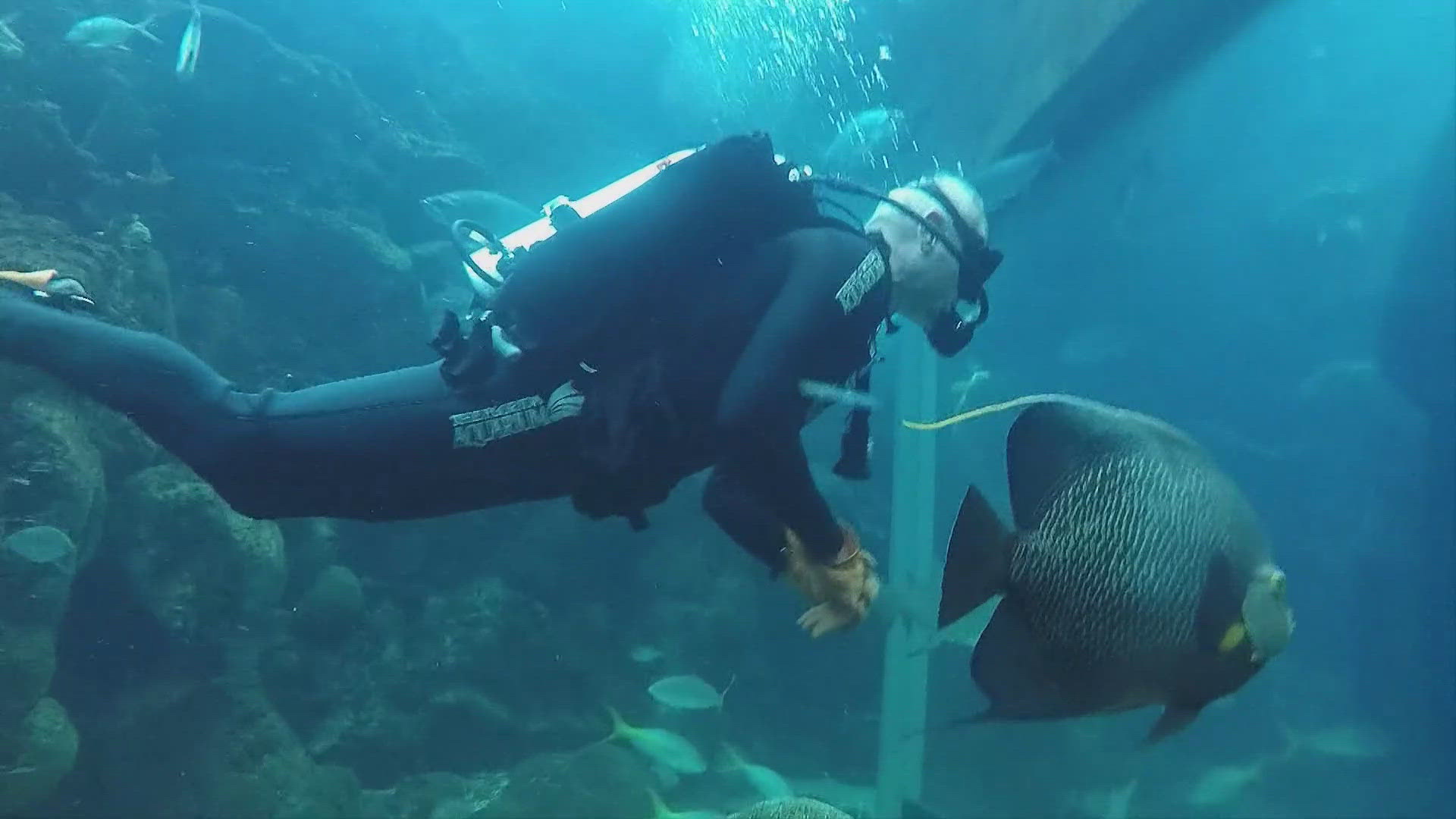 From the skies to the sea, Dan Rosenthal likes to dive all over the globe. Every week, he dives into the tanks at the Florida Aquarium to clean them.