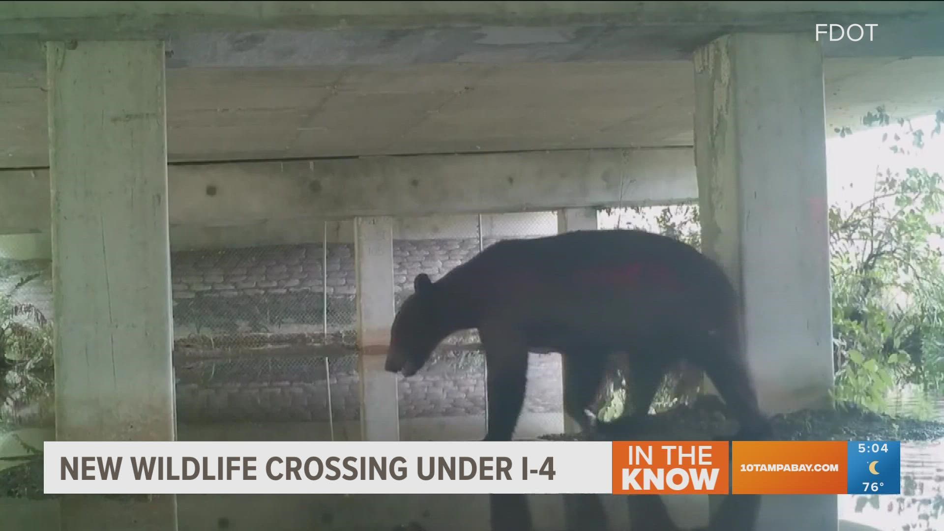 The crossing lets animals like panthers, bears and deer stay safe by going under major roadways.