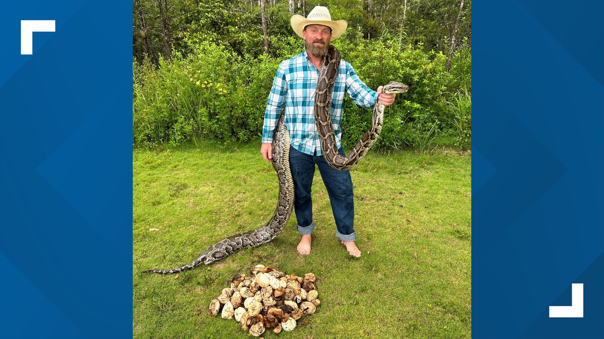 Python with record nest of 111 eggs removed from Everglades | wtsp.com