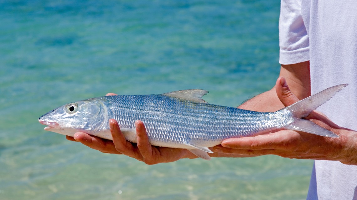 Florida's Bonefish