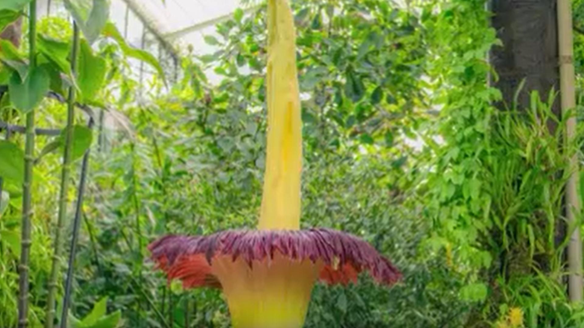 Timelapse video captured an endangered Titan arum, or corpse flower, blooming at the botanical garden in London on Tuesday (6/18).