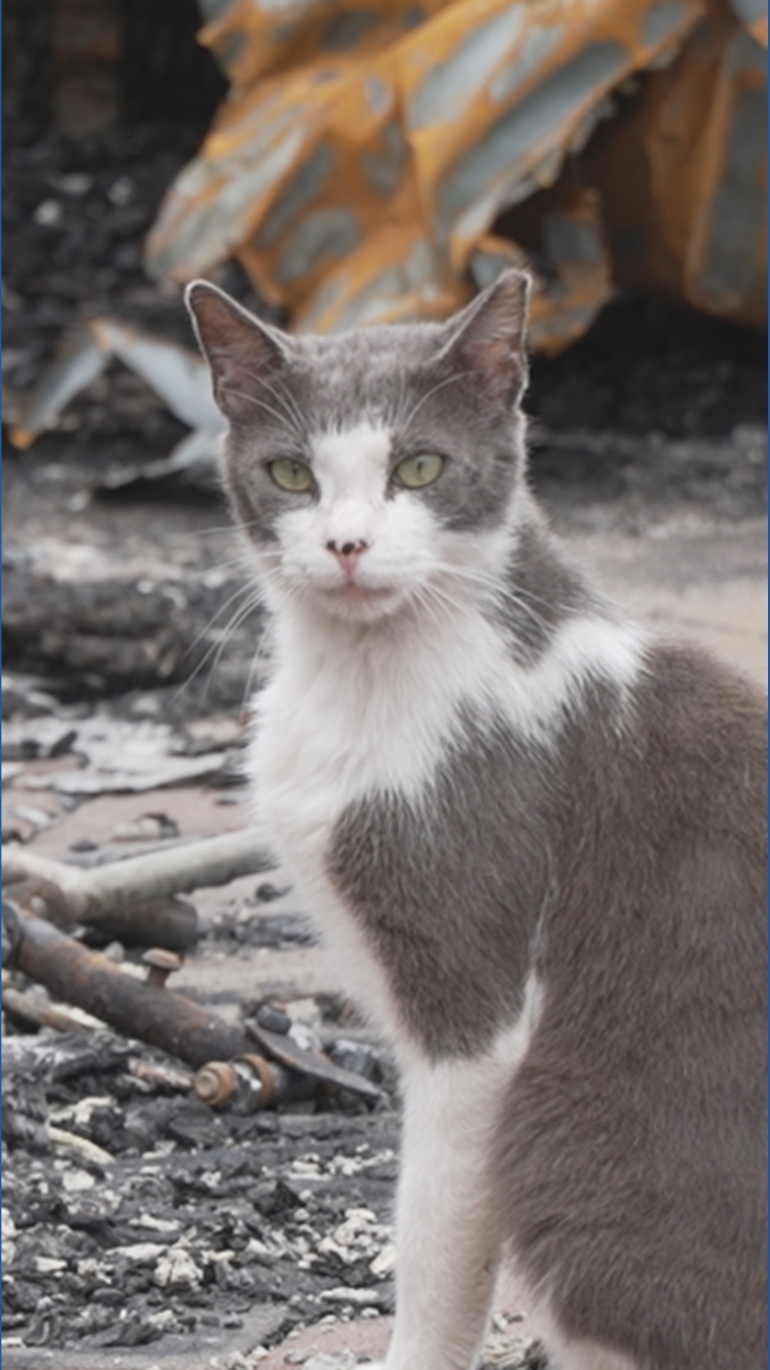 14 cats killed in fire at Lealman animal rescue | wtsp.com