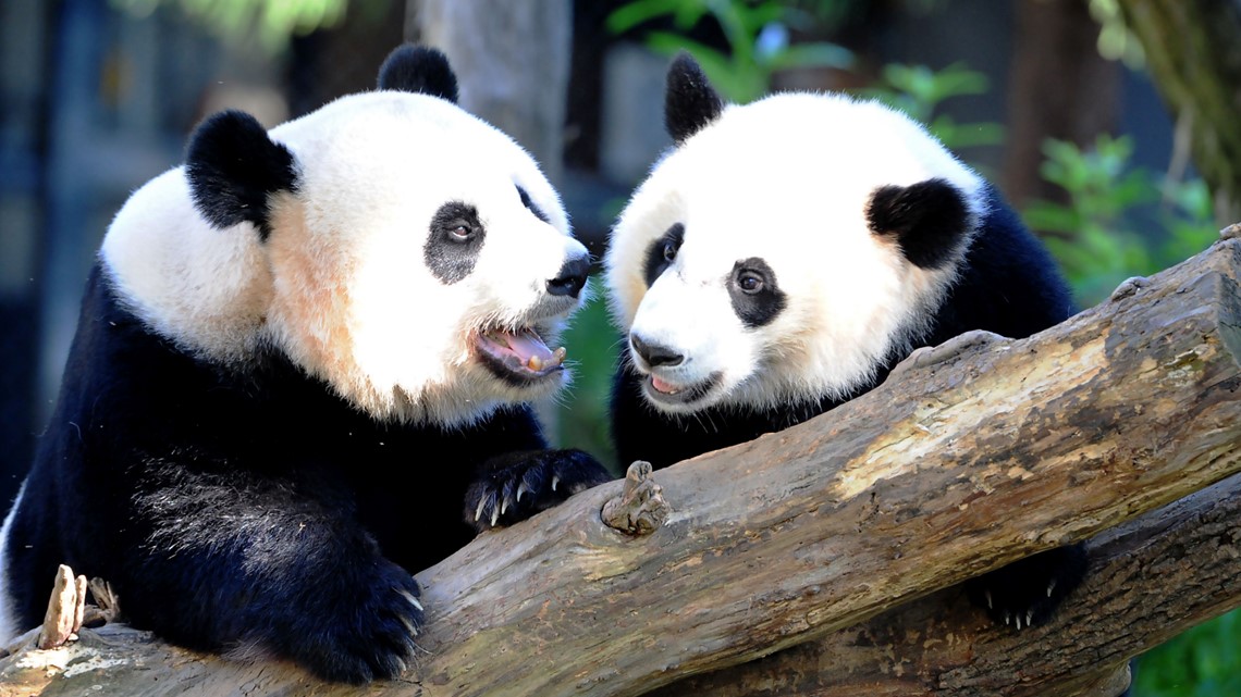 National Zoo shuts off beloved panda cam amid government shutdown 