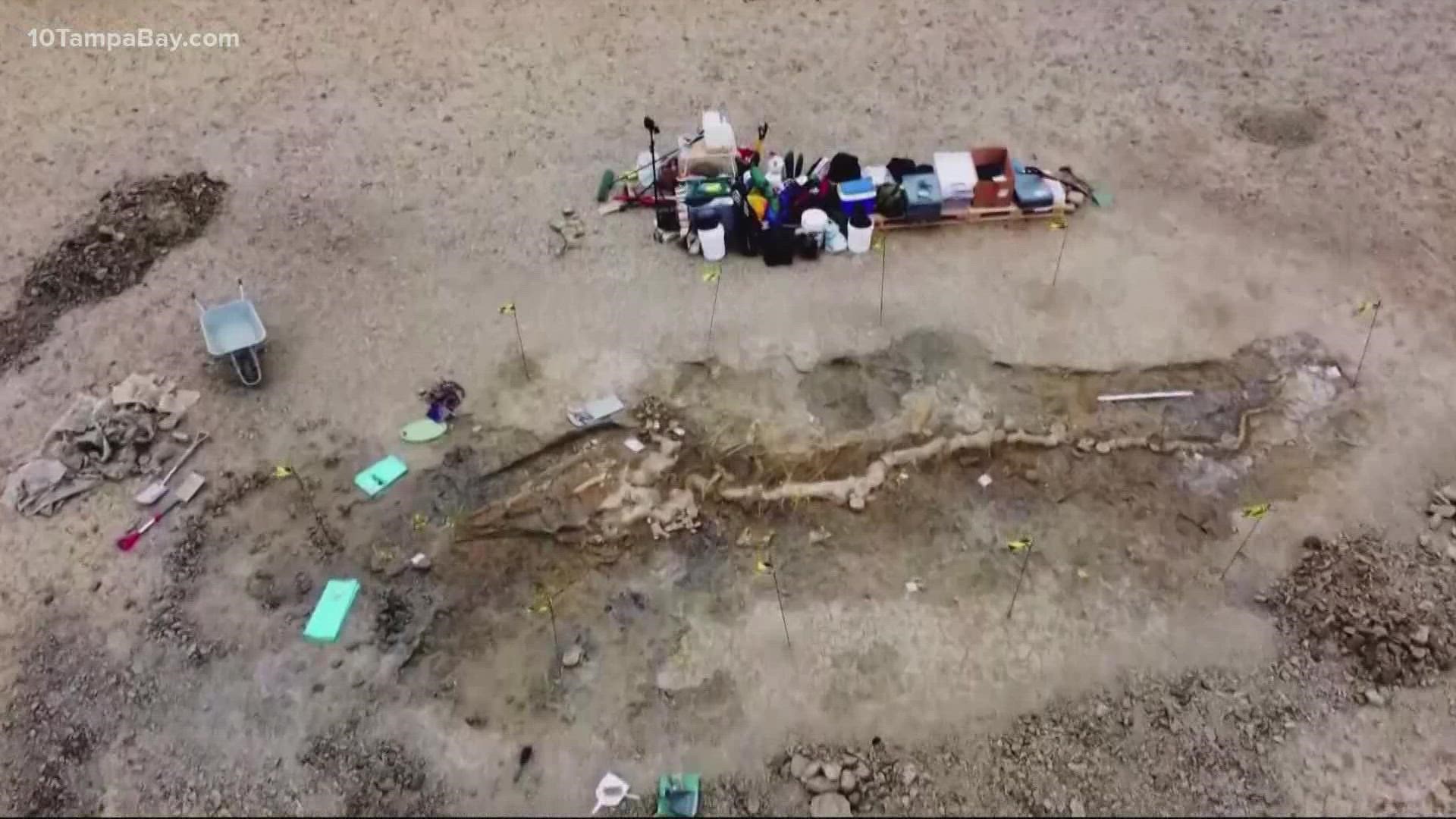 The 10-metre long fossil was discovered in February 2021 in Rutland Water and is thought to be 180 million years old.