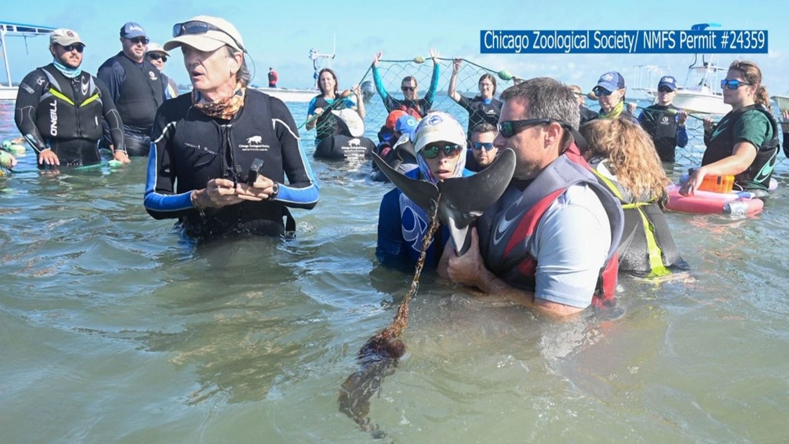 Young Dolphin Returned to Wild After Suffering Injuries from Fishing Line