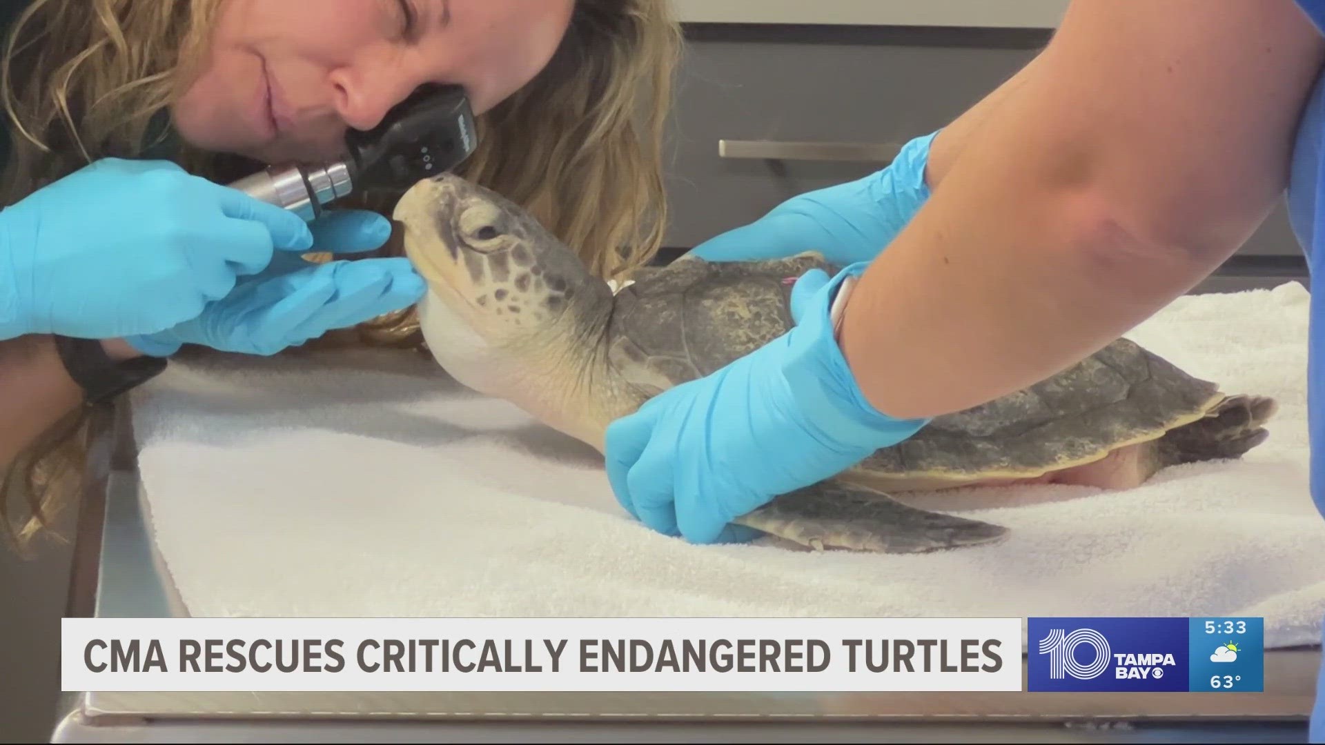 The 52 critically endangered Kemp's Ridley sea turtles were trapped in icy waters up North and are now being treated at several Florida marine centers.