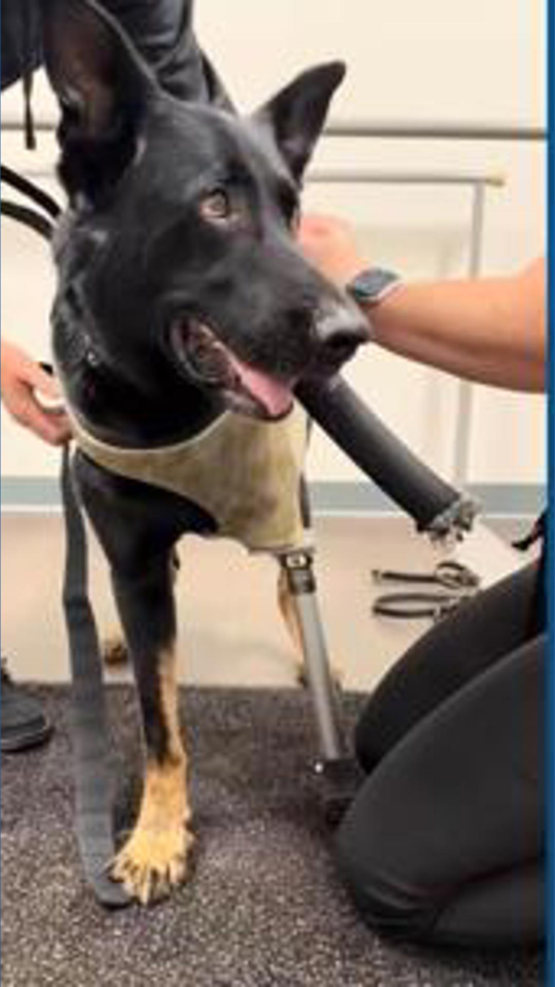 K-9 Ace gets prosthetic leg after being shot in line of duty | wtsp.com