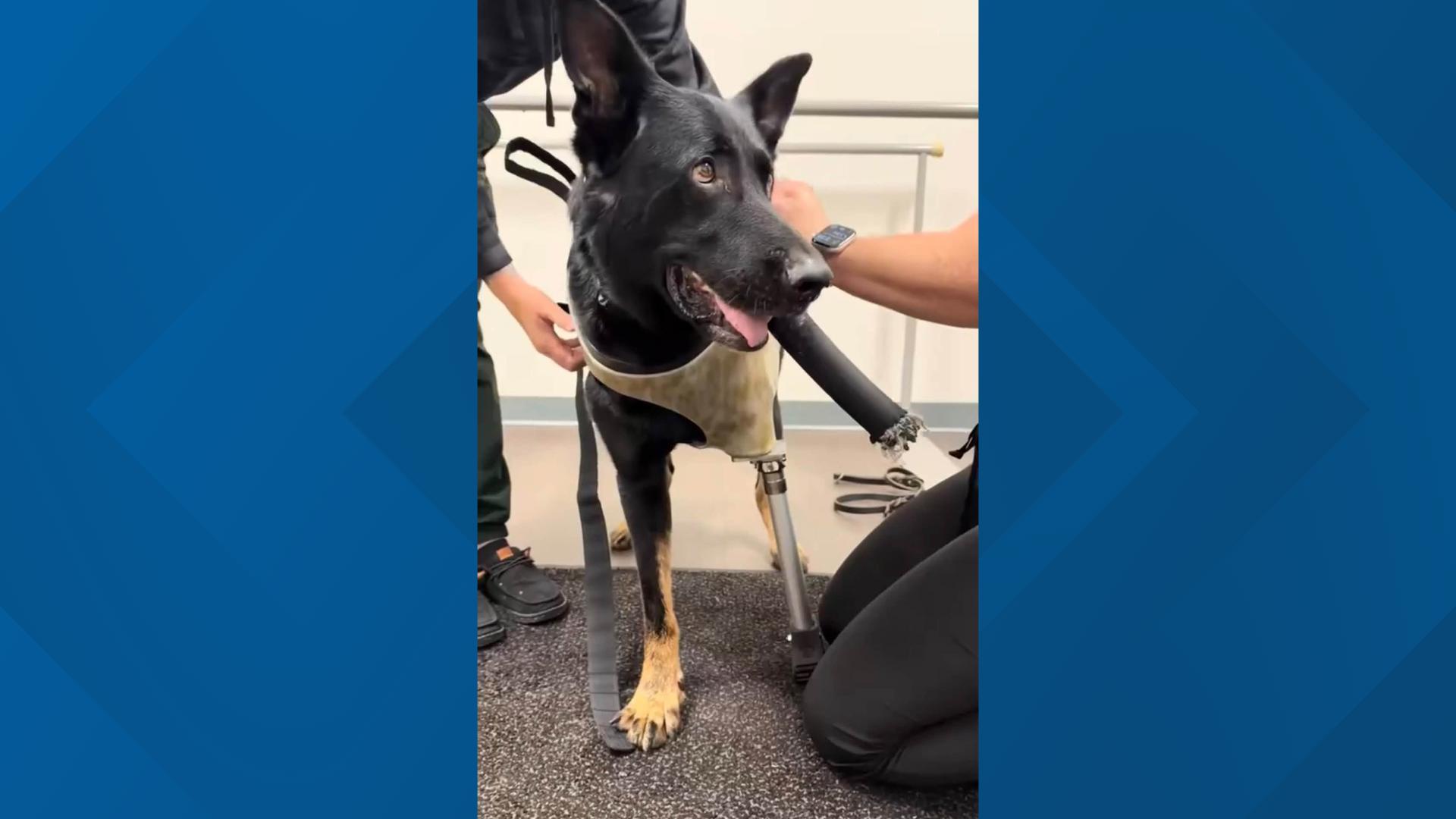 K-9 Ace gets prosthetic leg after being shot in line of duty | wtsp.com