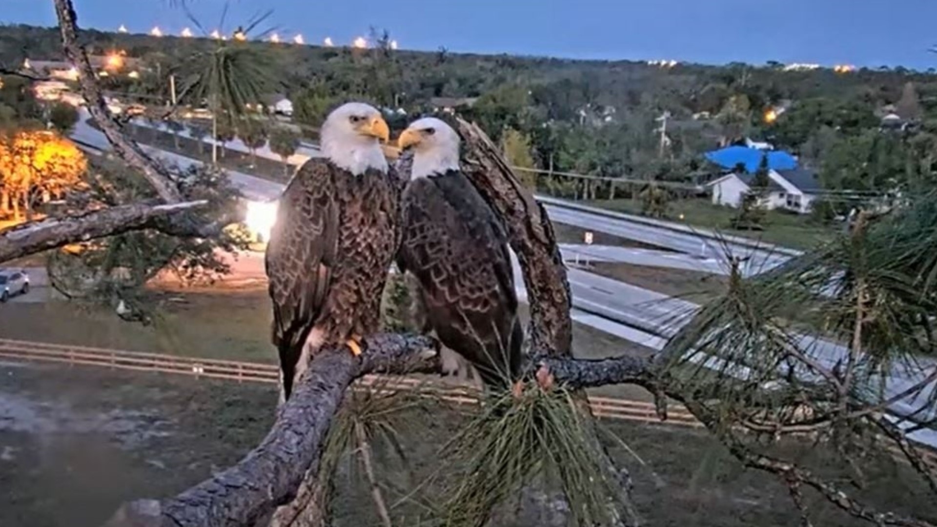 Southwest Florida Eagle M15 Sleeps In Different Tree With Bird | Wtsp.com