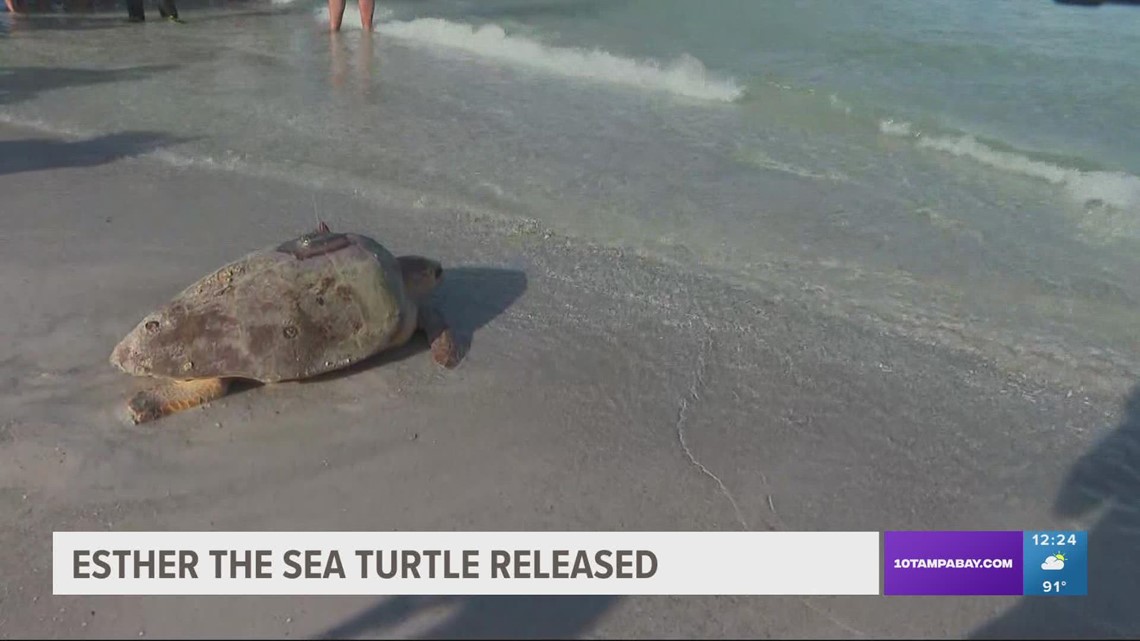 'Tour de Turtles': Loggerhead sea turtle named Esther released off Anna ...