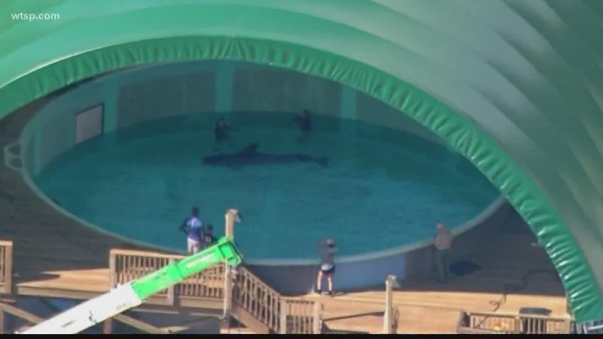 Three pilot whales who were rescued after being stranded on Redington Beach are continuing to head back out to open water, Clearwater Marine Aquarium said Wednesday.

Five whales had to be rescued Monday after they beached themselves. Dozens of volunteers worked to save the sea mammals. https://on.wtsp.com/2ZlQ3Al