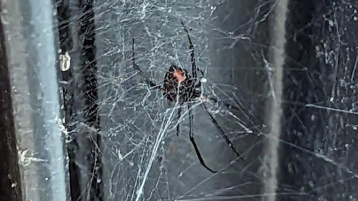 Brown widow spiders are killing off black widows in the southern US