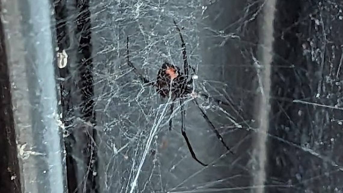 Black Widow Spiders Are Being Killed Off by Non-Native Brown