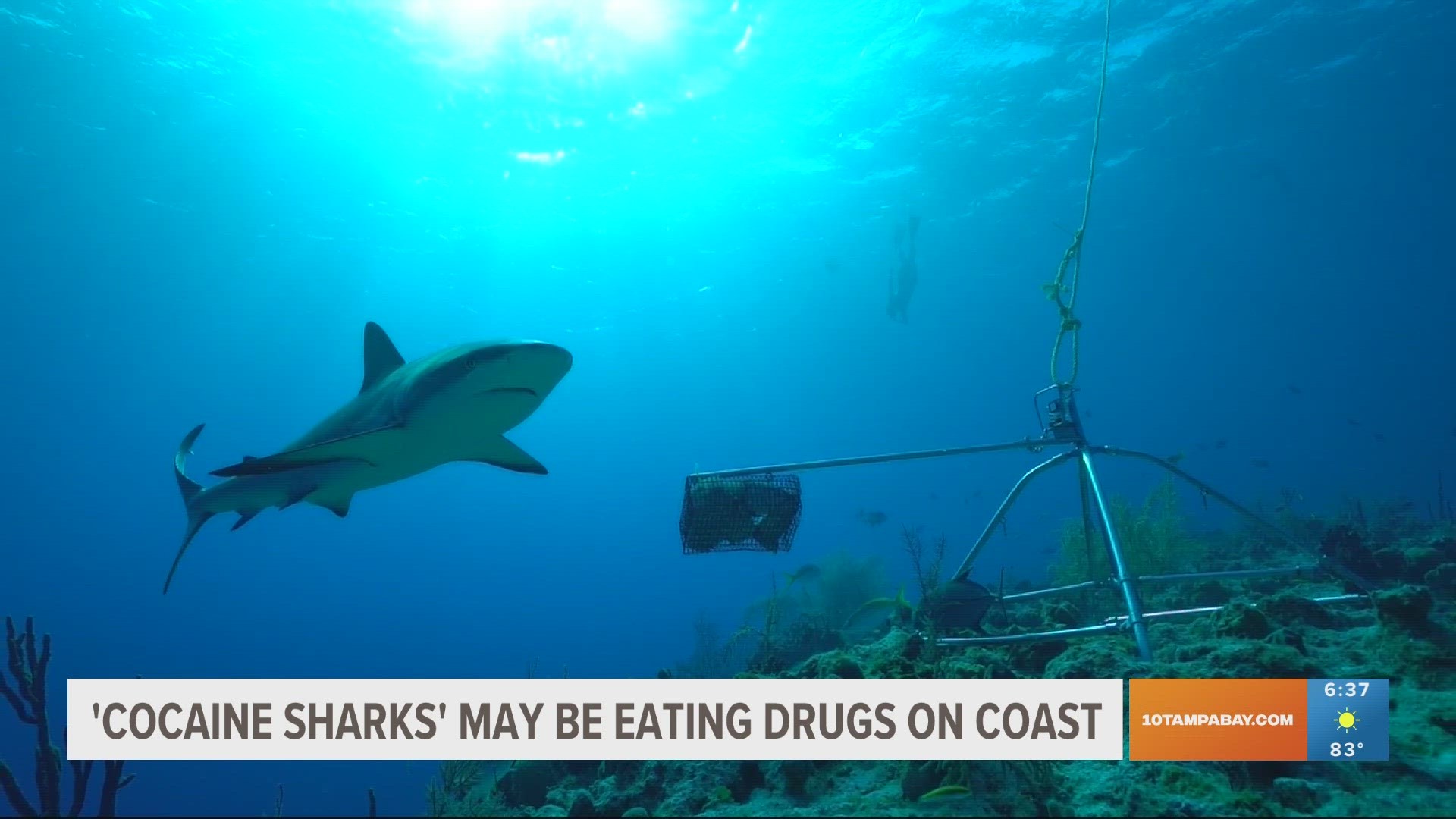 Jason Momoa to host Discoverys Shark Week wtsp