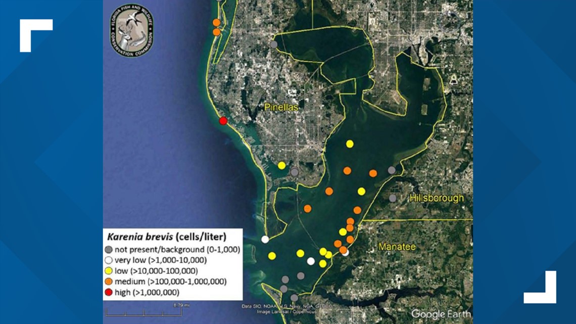 Red tide near Clearwater Beach reported in medium concentration