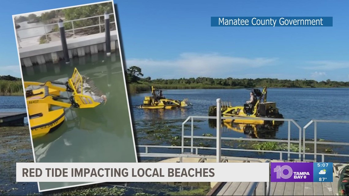 Red tide impacting Tampa Bay area beaches
