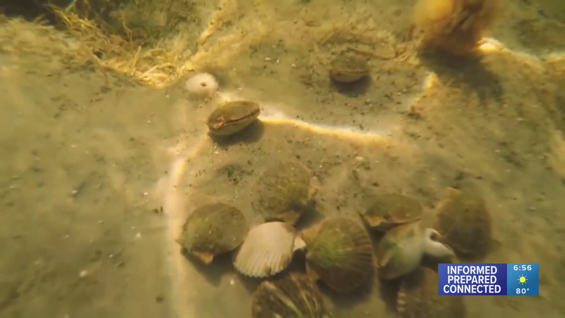 The season started Thursday and will run until Aug. 18, giving scallopers a chance to harvest the shellfish in Tampa Bay area waters.