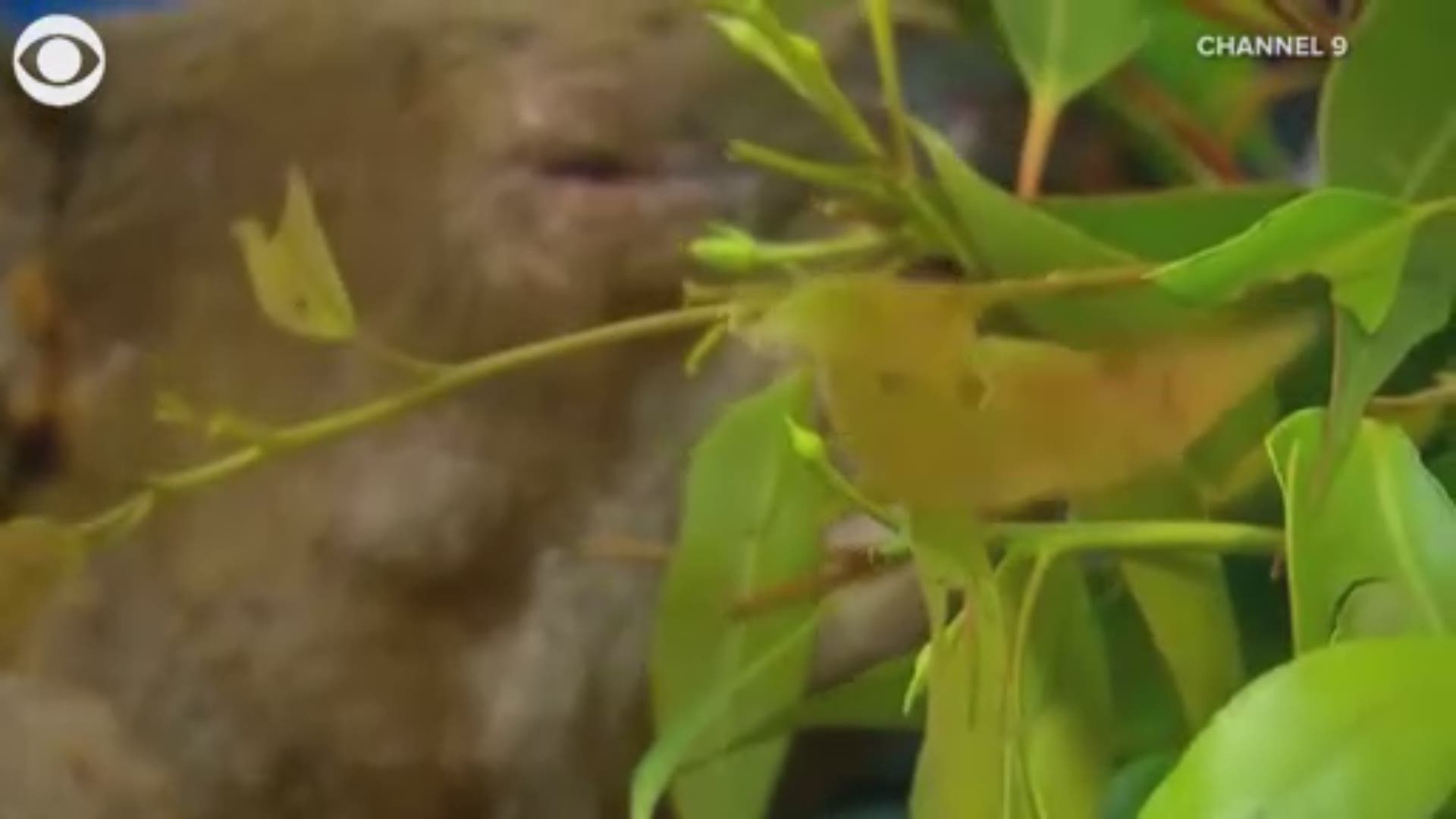 The koala was named Lewis after one of Toni Doherty's grandchildren.