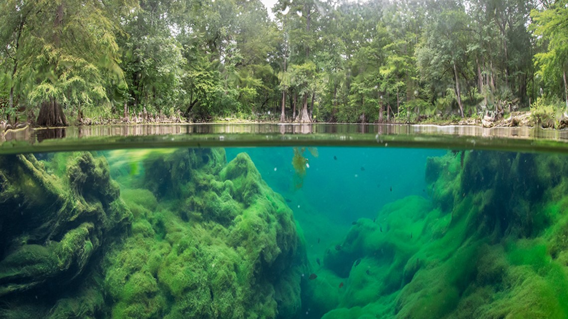 Judges hear arguments about protecting Florida freshwater springs - Vimarsana News