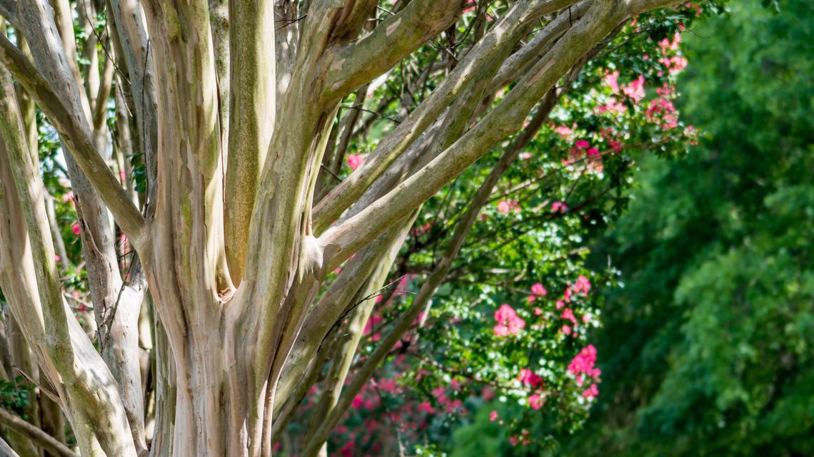 Duke Energy to give away 1,200 free trees for Florida Arbor Day