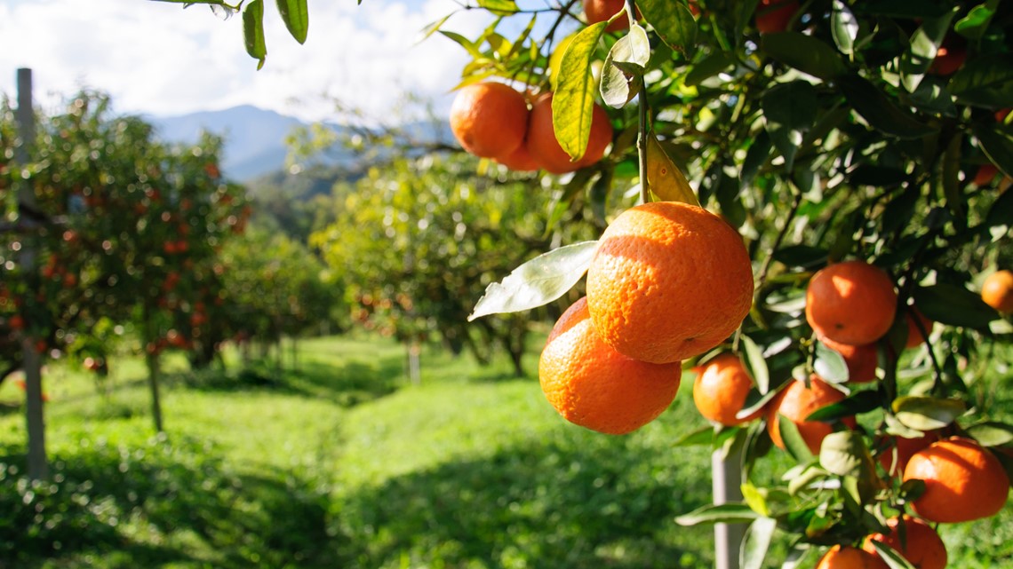 USDA: Florida orange crop down 36% after hurricanes Ian, Nicole - Vimarsana News