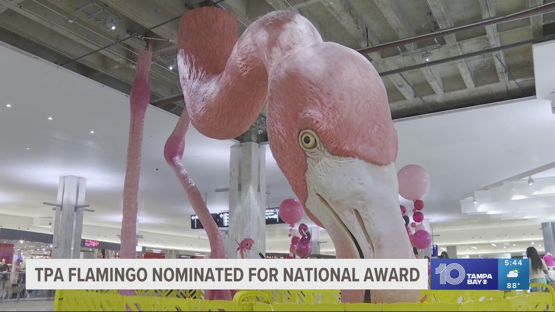 The big pink bird, named Phoebe, was announced as one of the contestants in the 2023 CODAwawards Top 100 list.