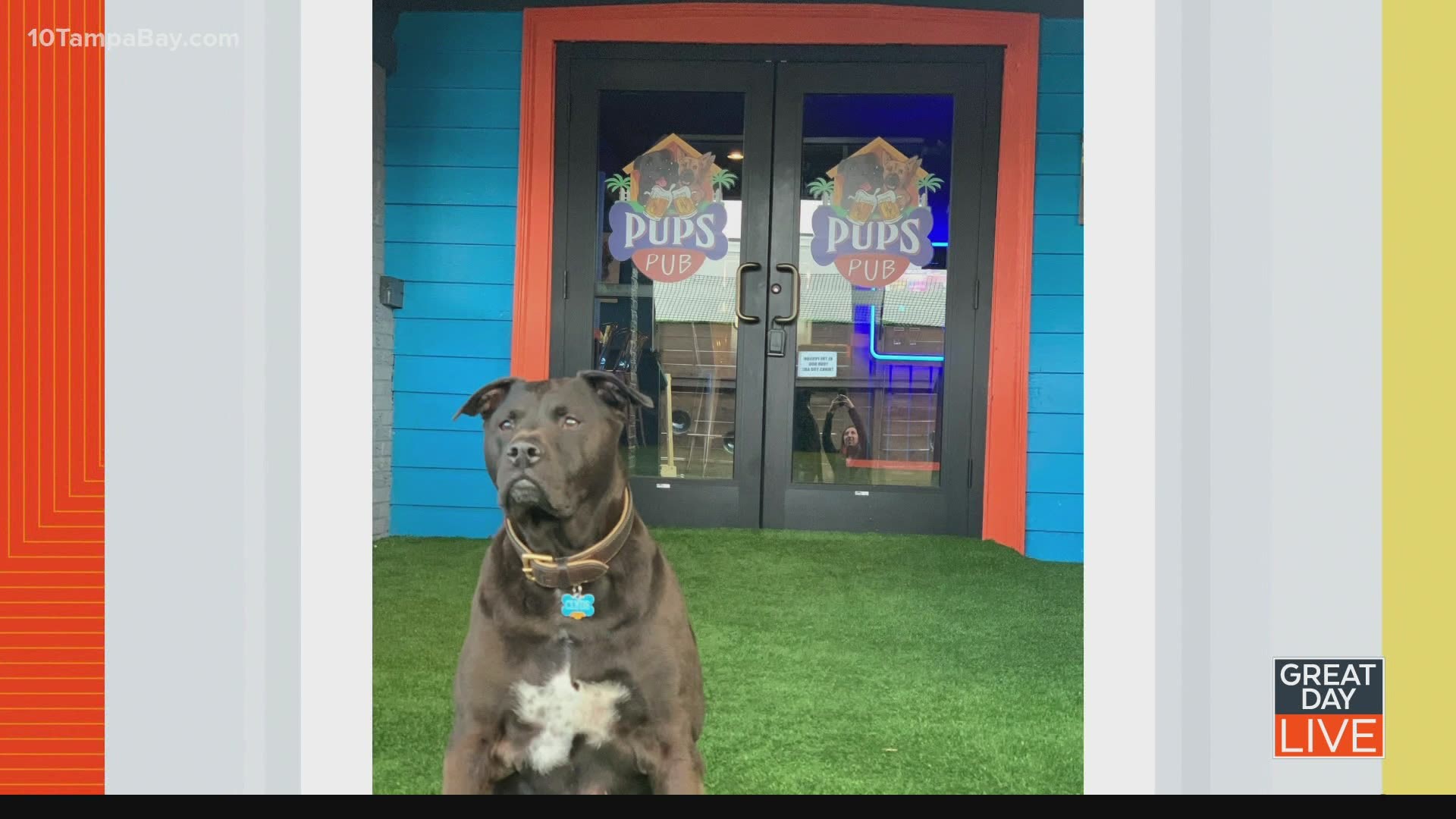 PUPS PUB (@pupspubtampa) • Instagram photos and videos