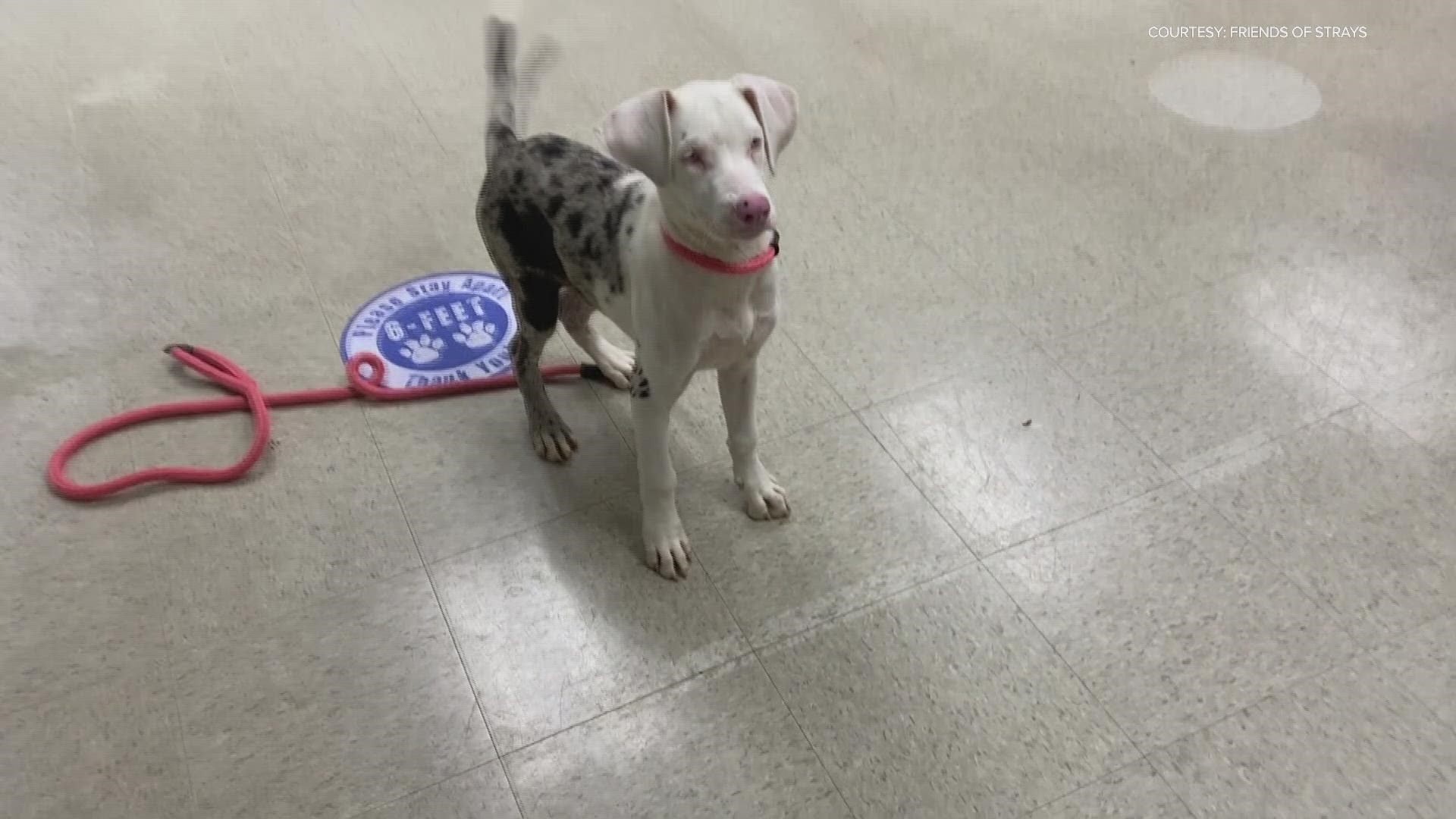 Possum the dog, who was taken in as a stray, appears to suffer from hearing and vision loss.