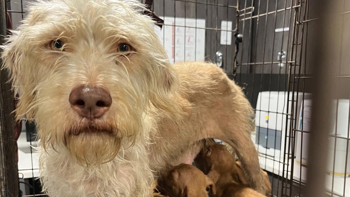 Mom dog, her puppies found abandoned in locked rusty cage | wtsp.com