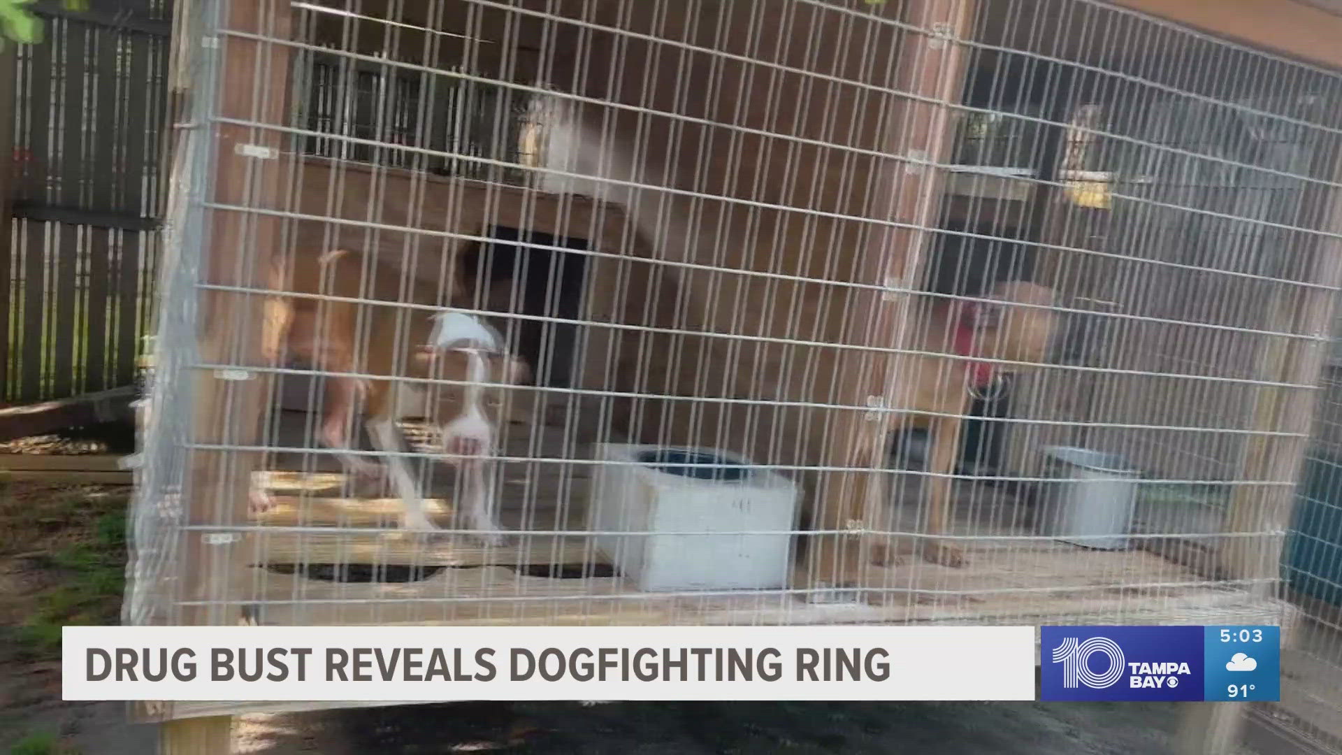 More than 100 dogs rescued from dogfighting drug bust