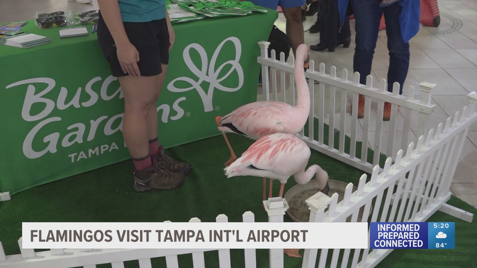 Travelers got to enjoy an up-close encounter with flamingos "Nigel" and "Crush."
