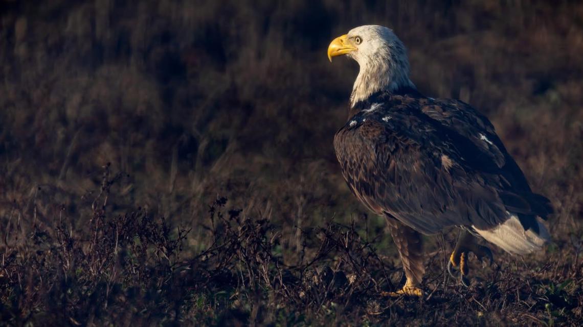 'No confirmed sighting': Southwest Florida eagle disappears from nest