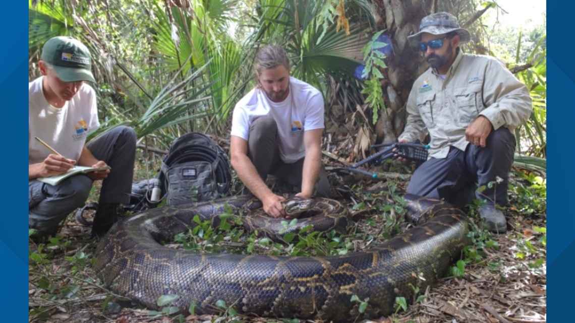 Biologists find 18-foot, 215 pound python in Florida Everglades - Vimarsana News