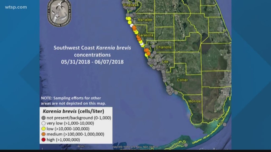 Gas Prices In Florida >> Red tide detected in Sarasota, Manatee Counties | wtsp.com Gas Prices In Florida >> Red tide detected in Sarasota, Manatee Counties | wtsp.com