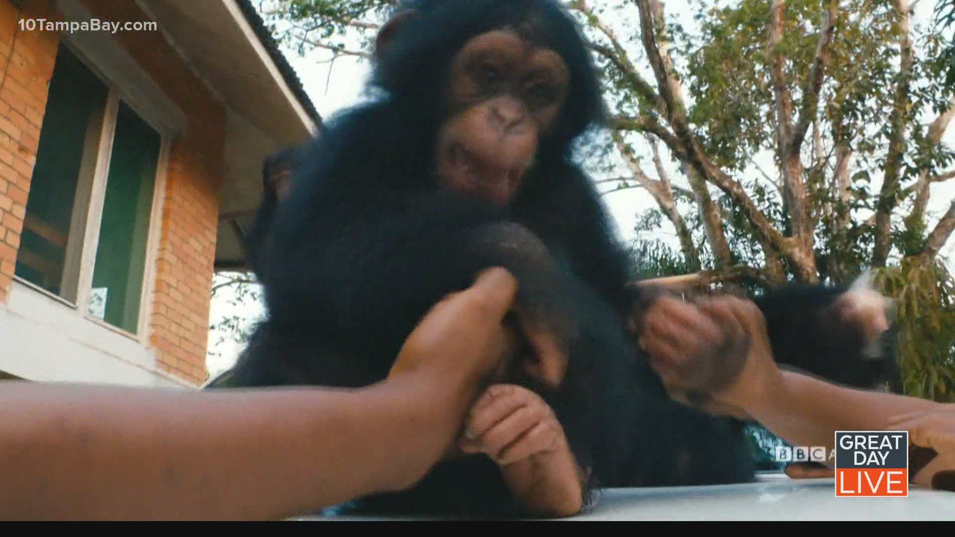 “Baby Chimp Rescue” on BBC America