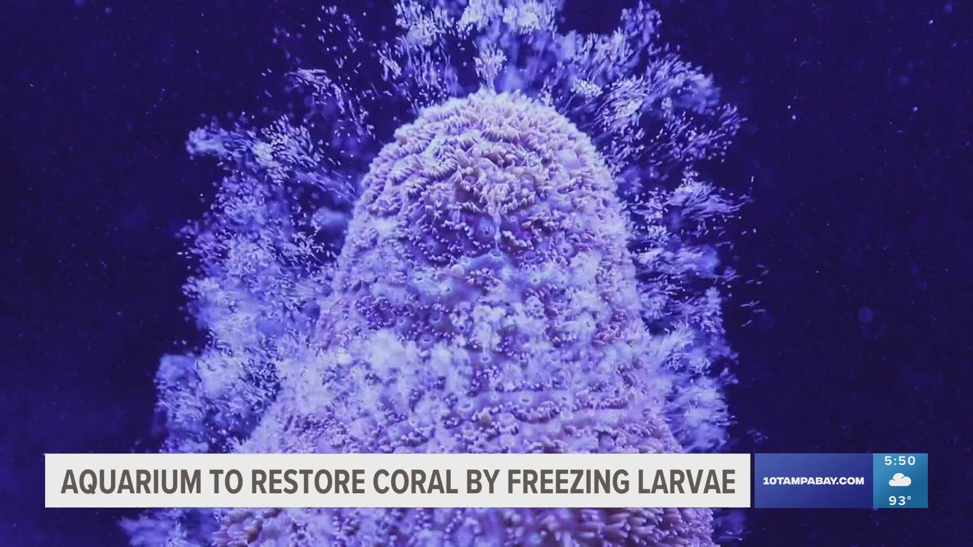 Experts will try to freeze coral larvae to preserve them for decades to help prevent extinction of the endangered species.