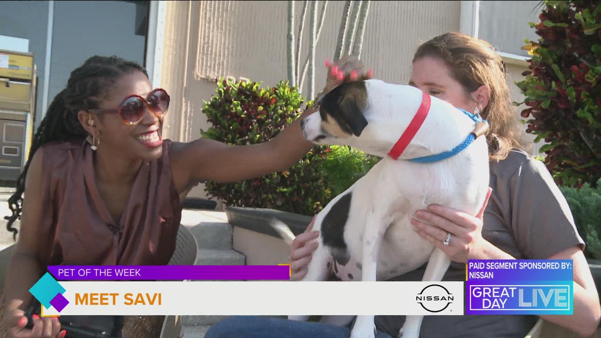 Pet of the Week: Meet Savi