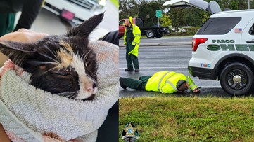 Pasco County deputy rescues kitten that ran onto highway during Hurricane Ian preps