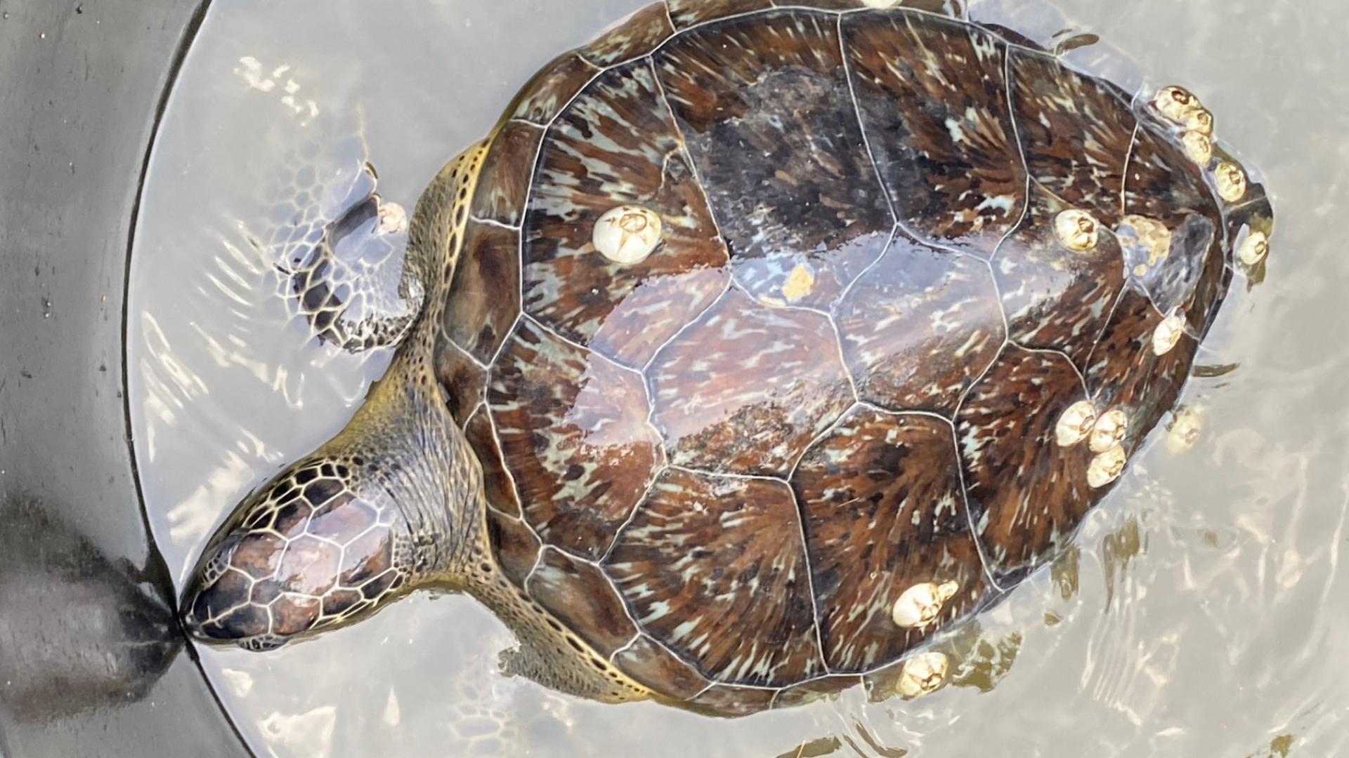 Turtle General 3 Tampa Bay residents charged in illegal turtle poaching, fishing ...