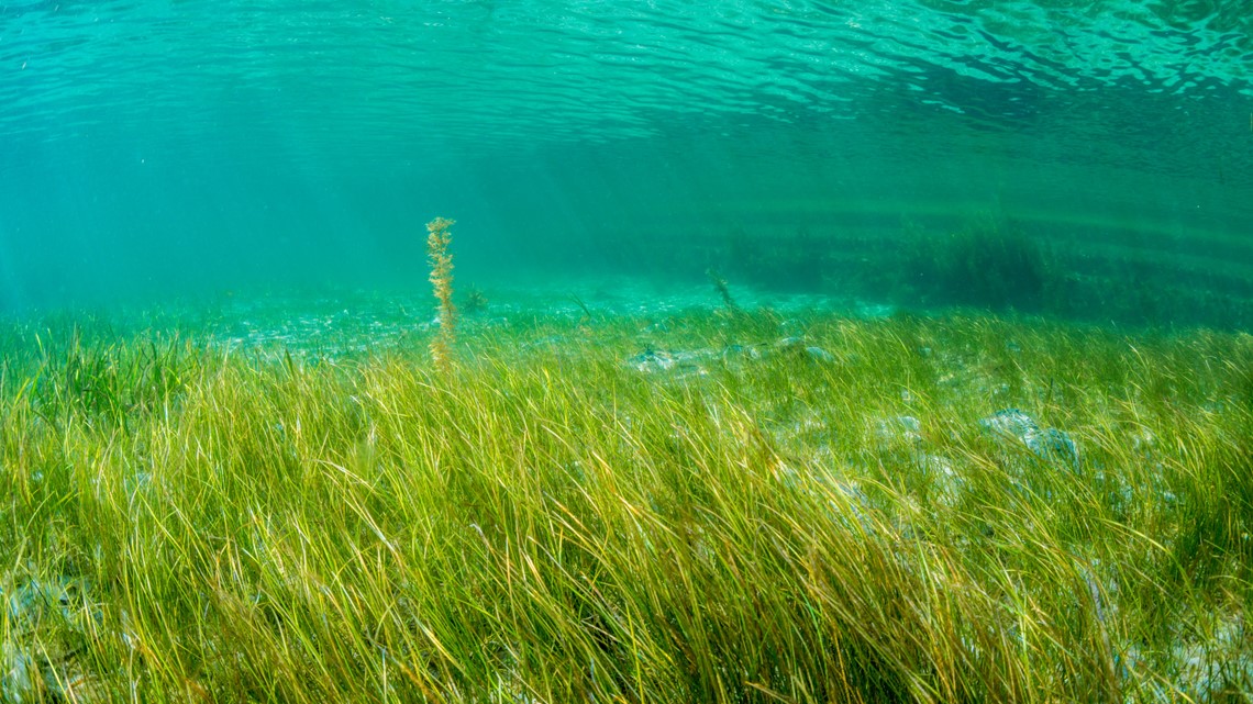 Florida fails to pass controversial seagrass mitigation bills