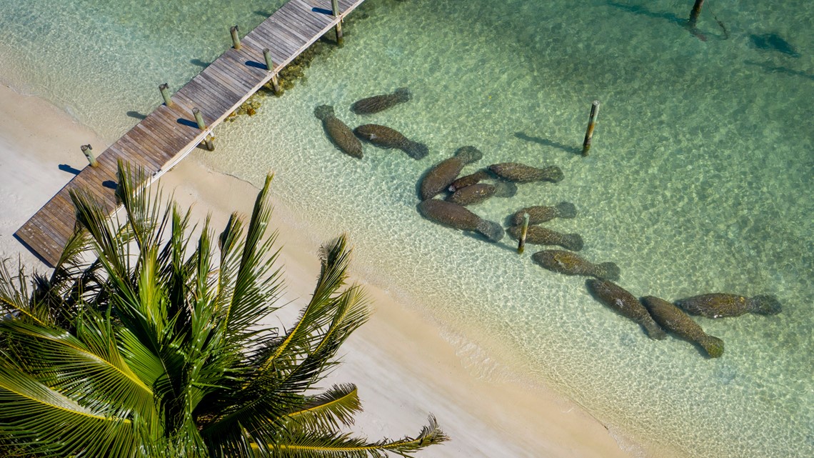 Florida scientists work to save manatees from starving to death - Vimarsana News