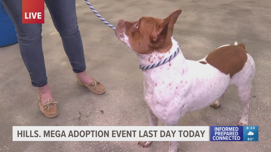 Shelters unite for 231 dog adoptions at Tampa-area event