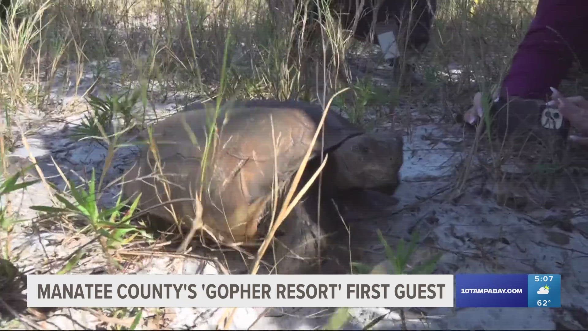 Relocating gopher tortoises to the preserve is part of a long-term plan.