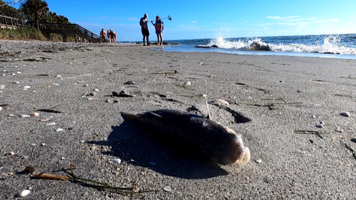 Red tide warnings issued for Sarasota, Manatee counties - Vimarsana News
