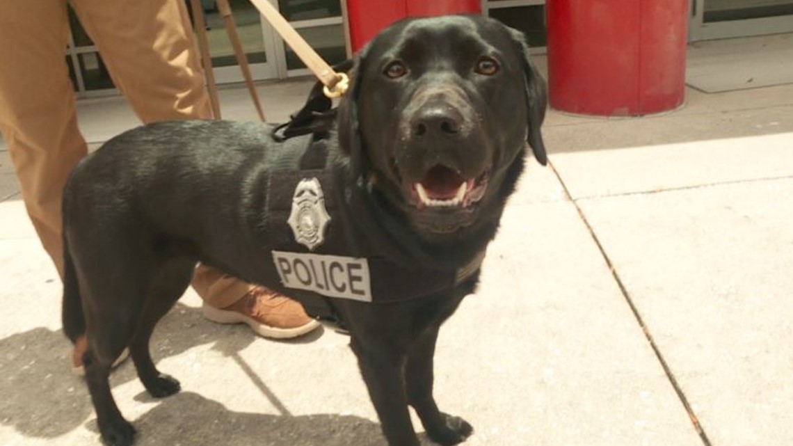 FDLE welcomes new K-9 to help fight cybercrimes | wtsp.com