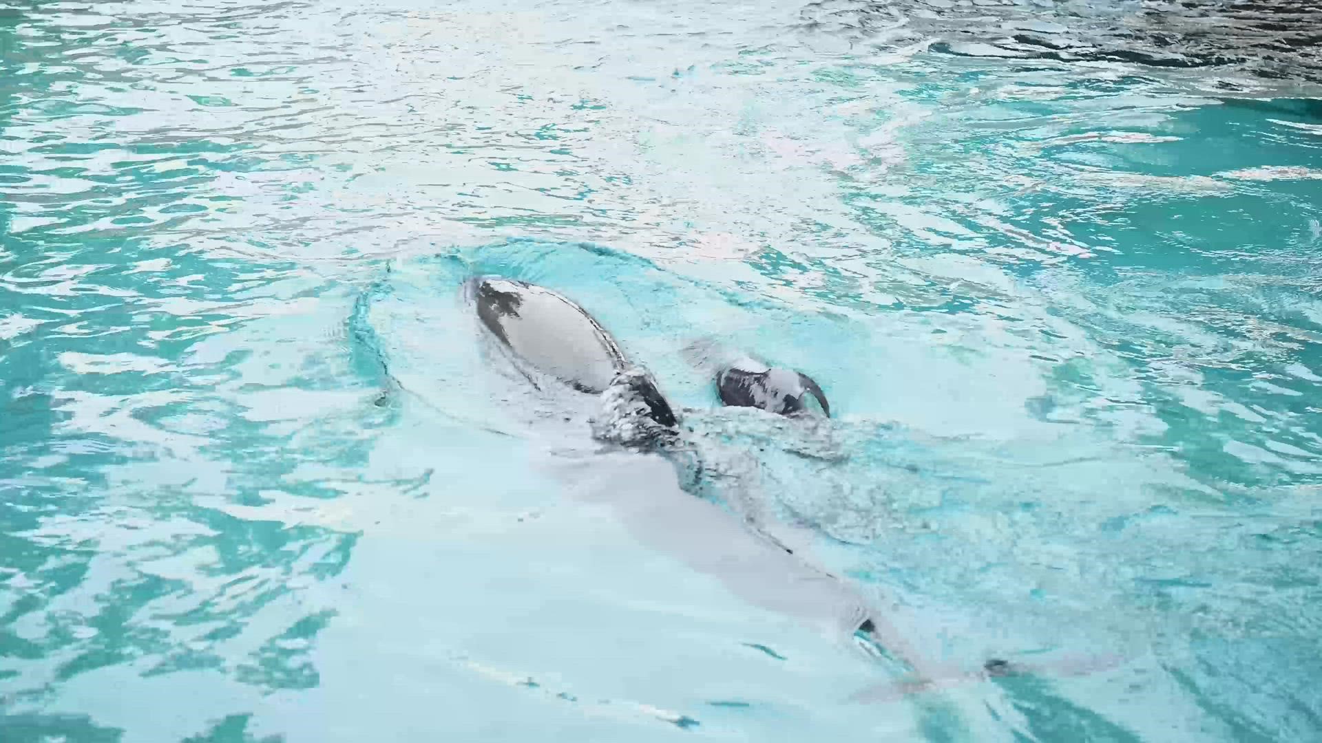Baby Moby is seen swimming with his mother after being born on June 26 to proud parents Starbuck and Nueces.