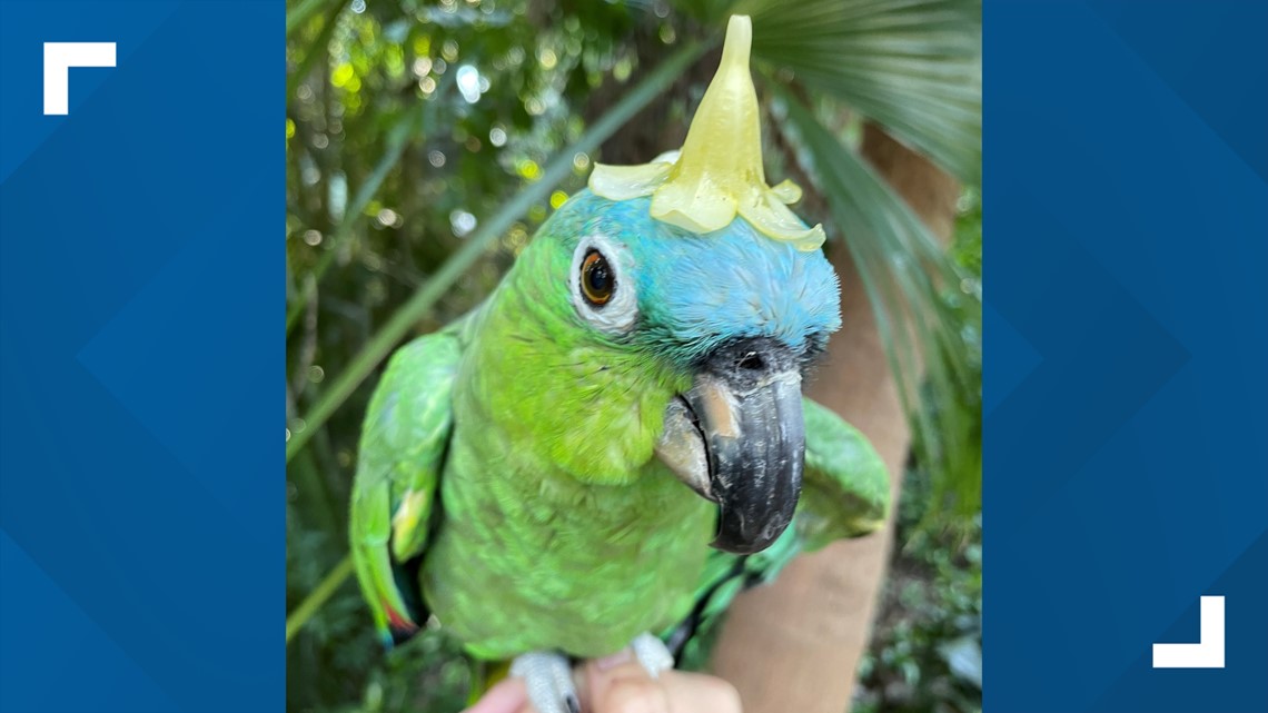 Amazon parrot Paquita dies from 'aggressive form of cancer' - Vimarsana News