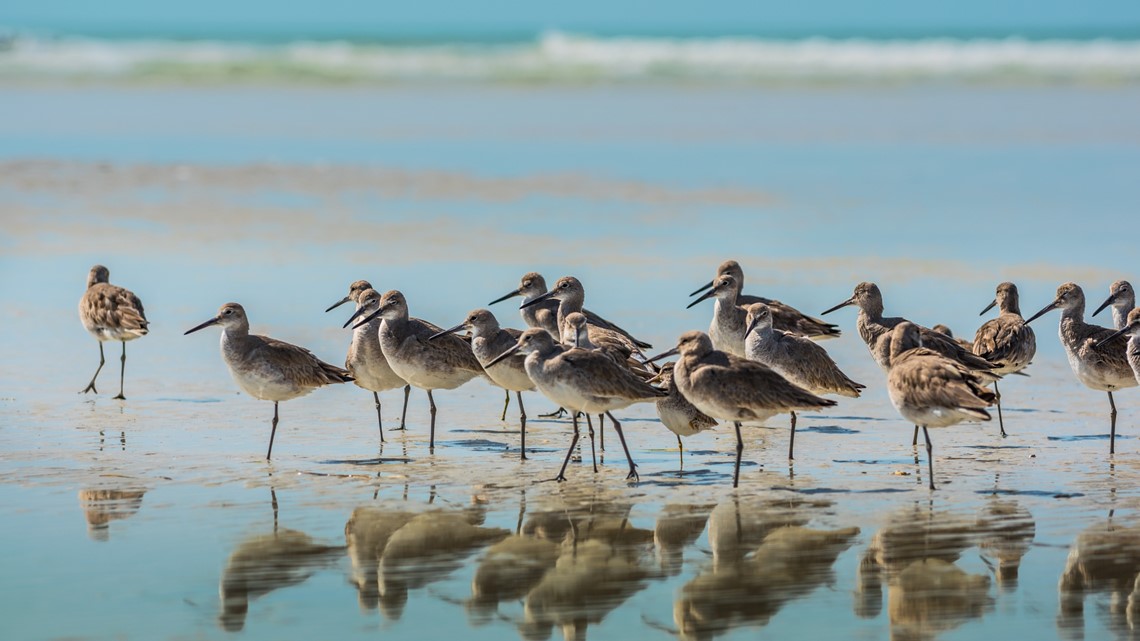 Birds on the Beach outlet