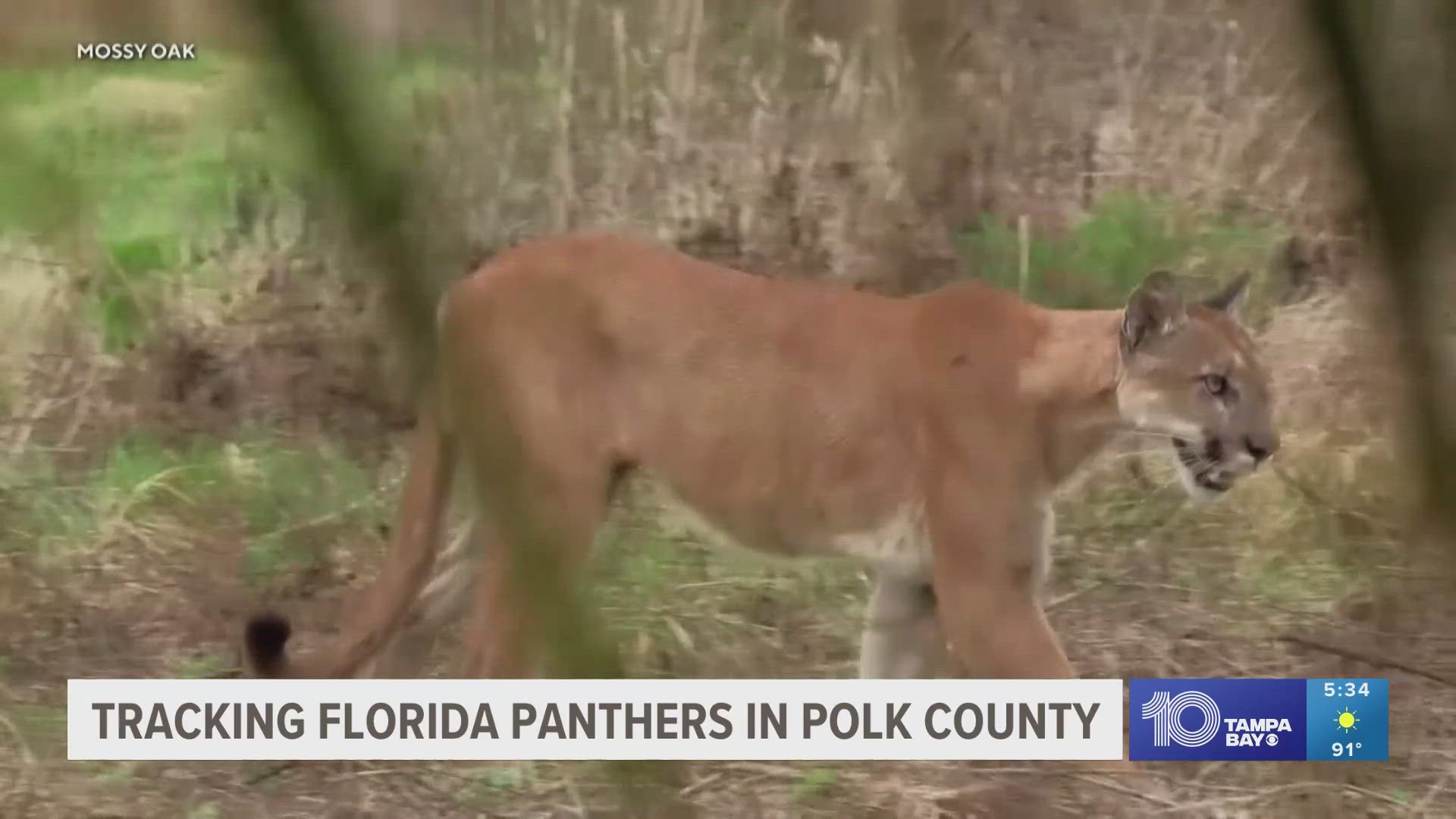 Researchers have been tracking endangered panthers using trail cameras and spreading awareness about how more can help save the majestic cat.