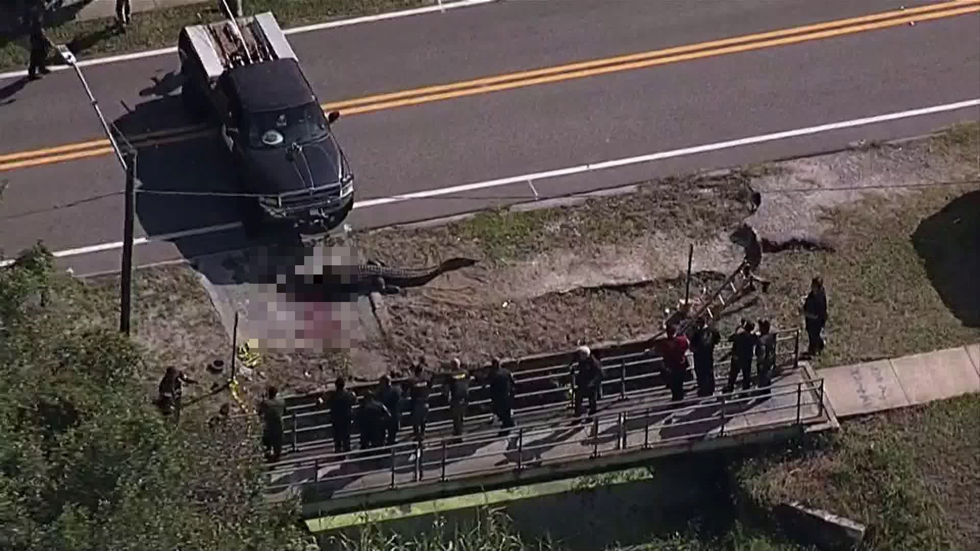 13-foot Alligator Killed After Human Remains Found In Largo | Wtsp.com